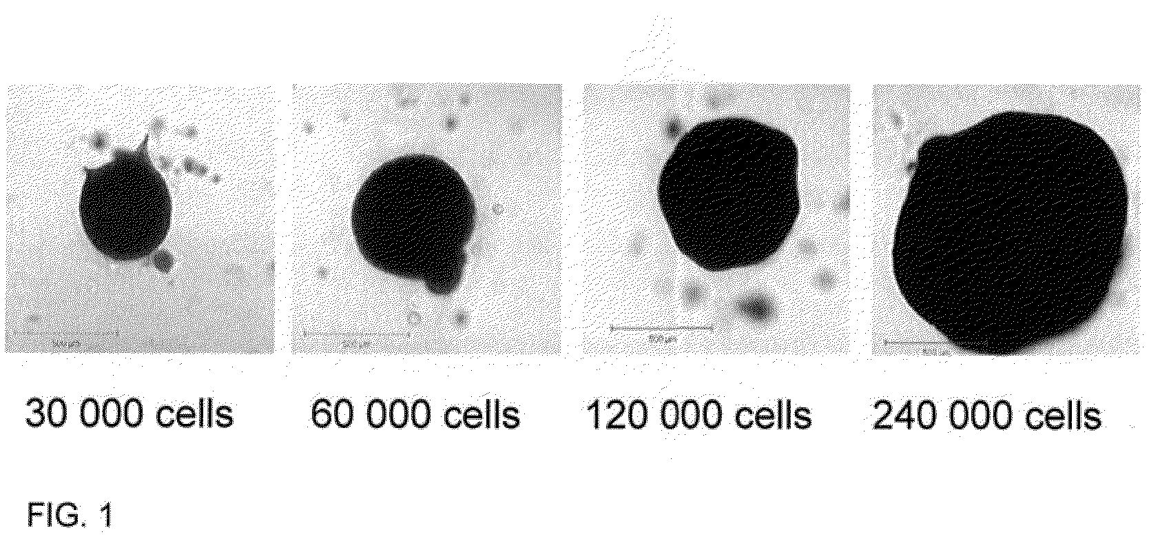 Increasing the plasticity of stem cells