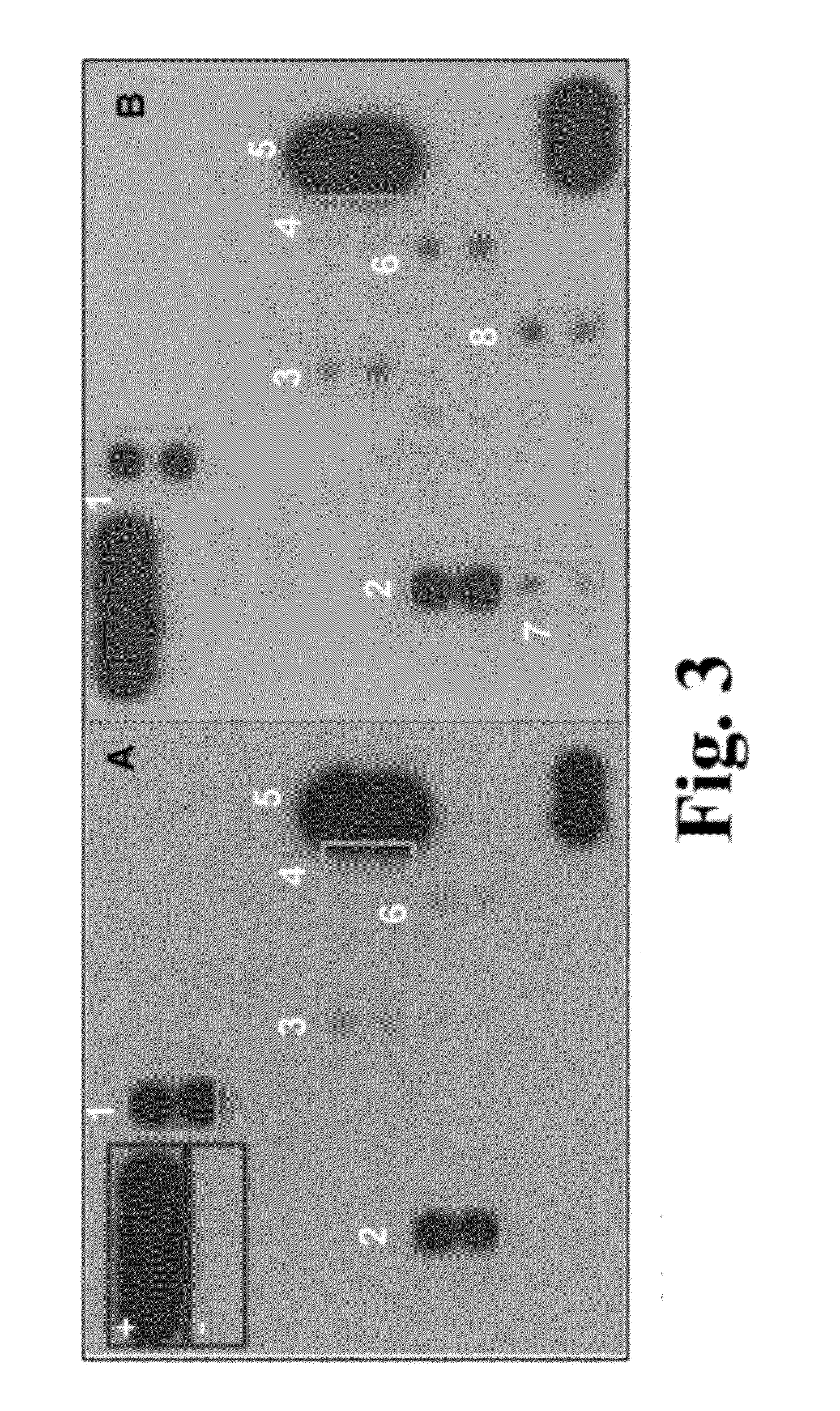 Methods of producing stem cell conditioned media to treat mammalian injuries or insults