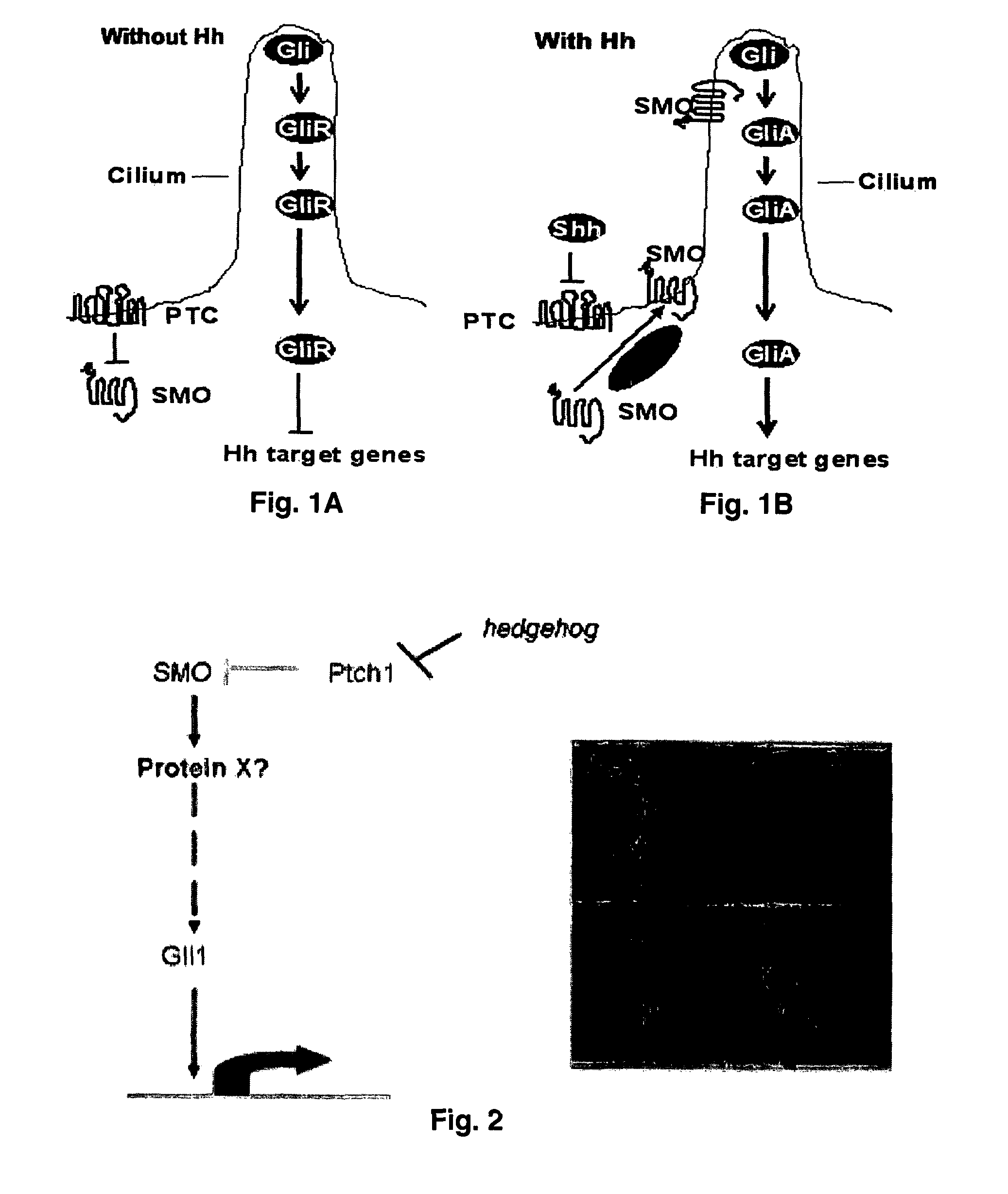 Hedgehog signaling pathway proteins and uses thereof