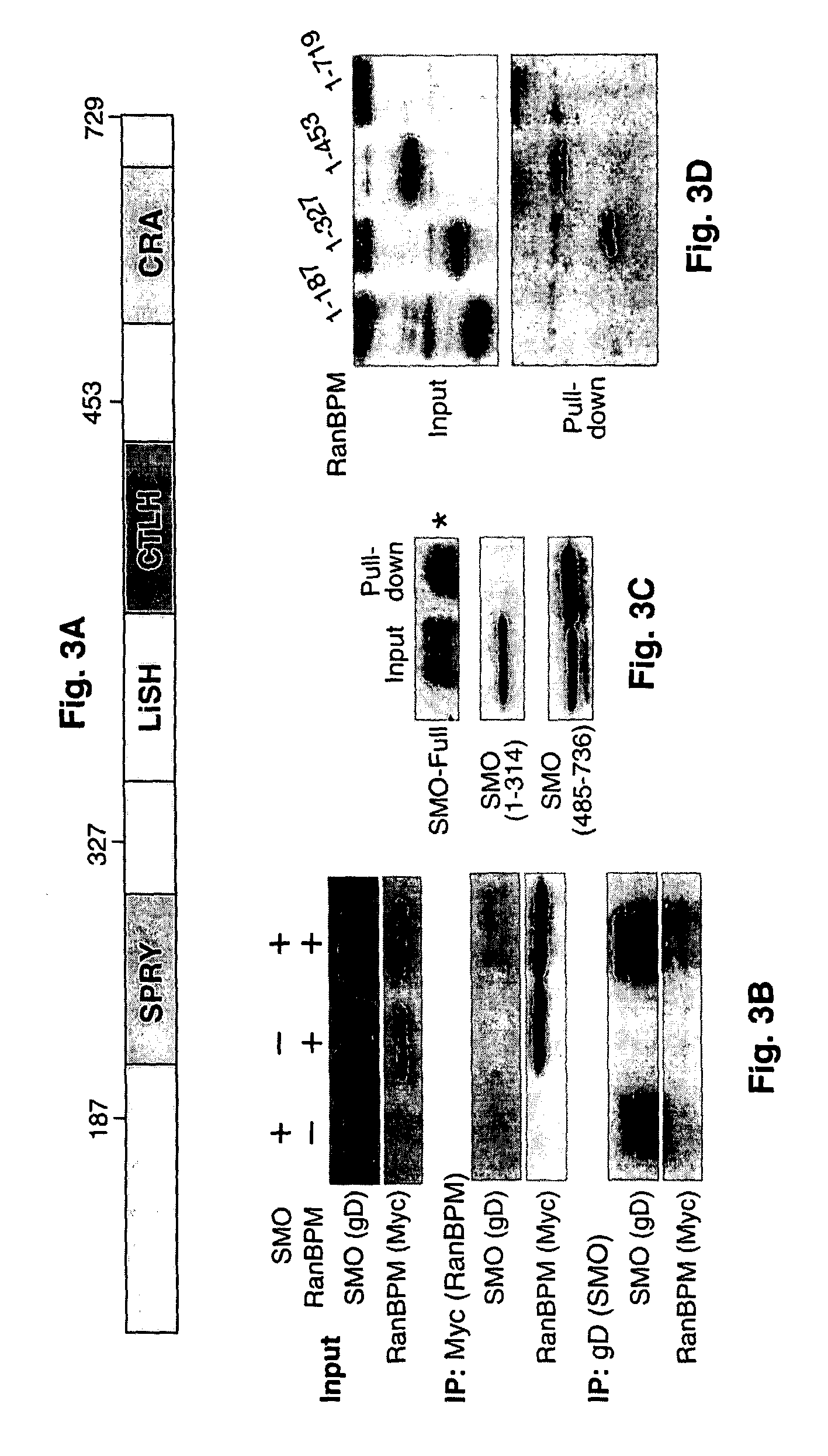 Hedgehog signaling pathway proteins and uses thereof