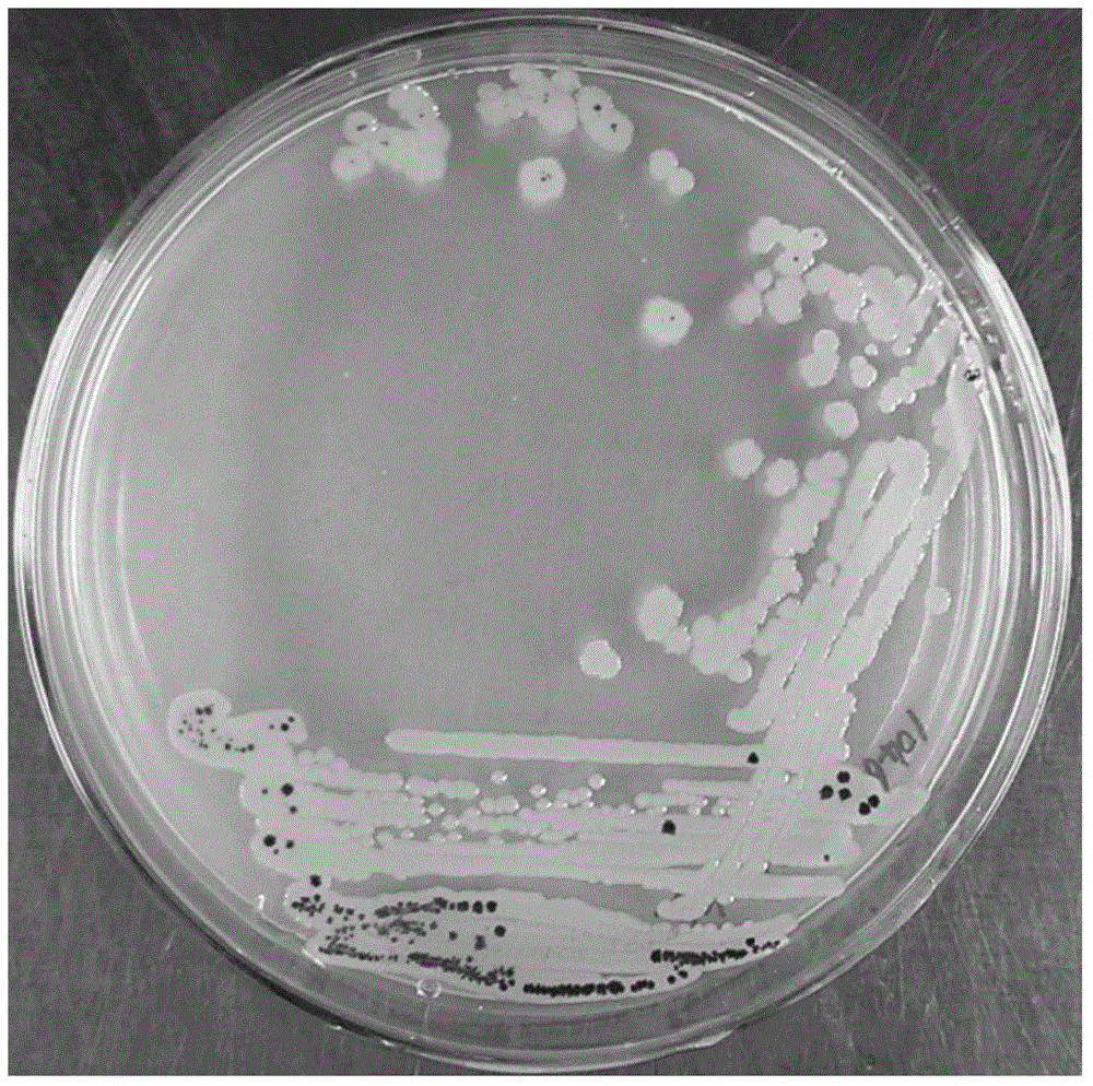 Preparation method and application of Pseudomonas chloropinus agent for disease resistance and growth promotion