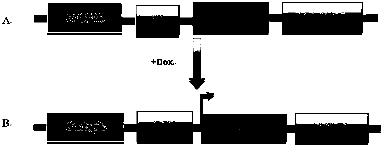 application of Largozole in preparation of drug for treating diseases caused by Msi1 gene ectopic overexpression