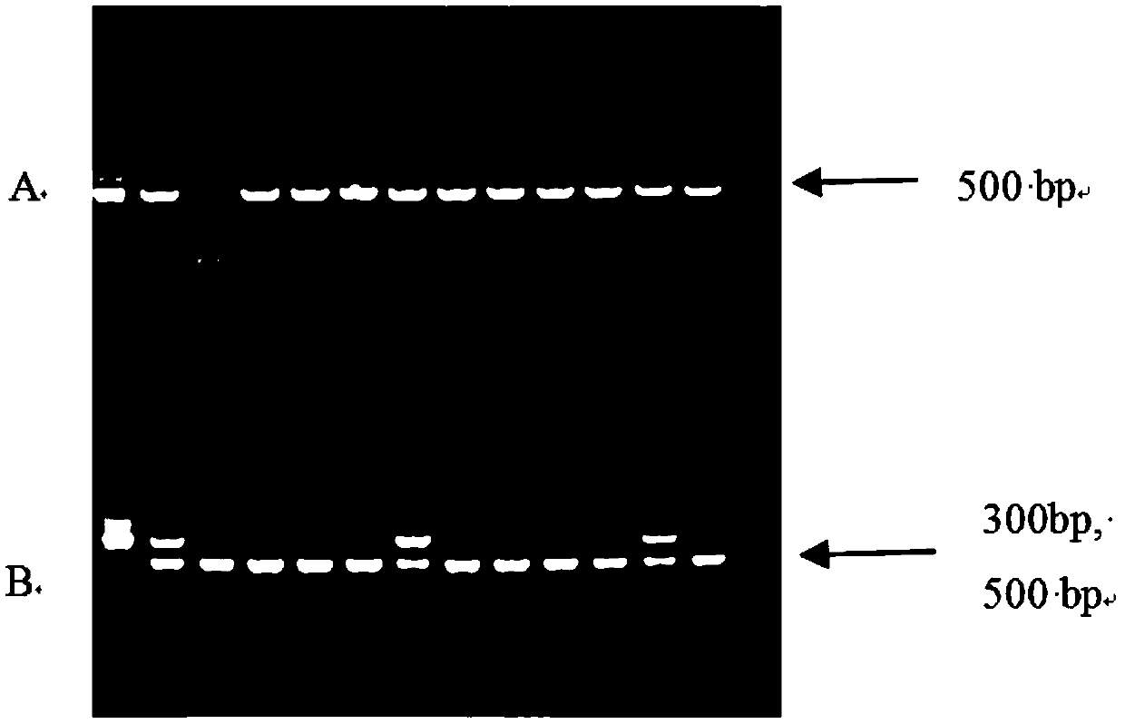 application of Largozole in preparation of drug for treating diseases caused by Msi1 gene ectopic overexpression