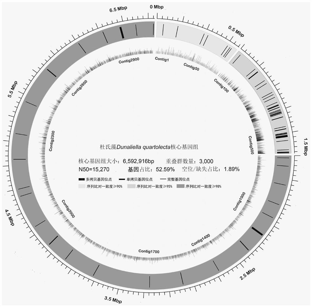 A method for strain identification based on a Dunaliella core genome sequence
