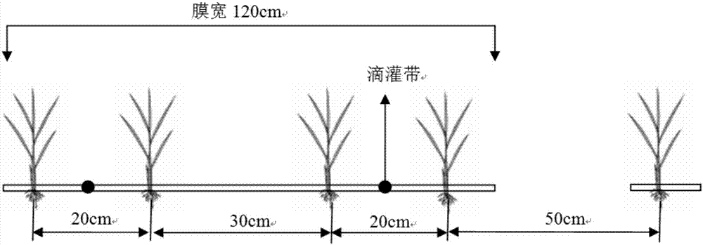 Seedling-transplanting under-mulch drip irrigation cultivation method for paddy rice