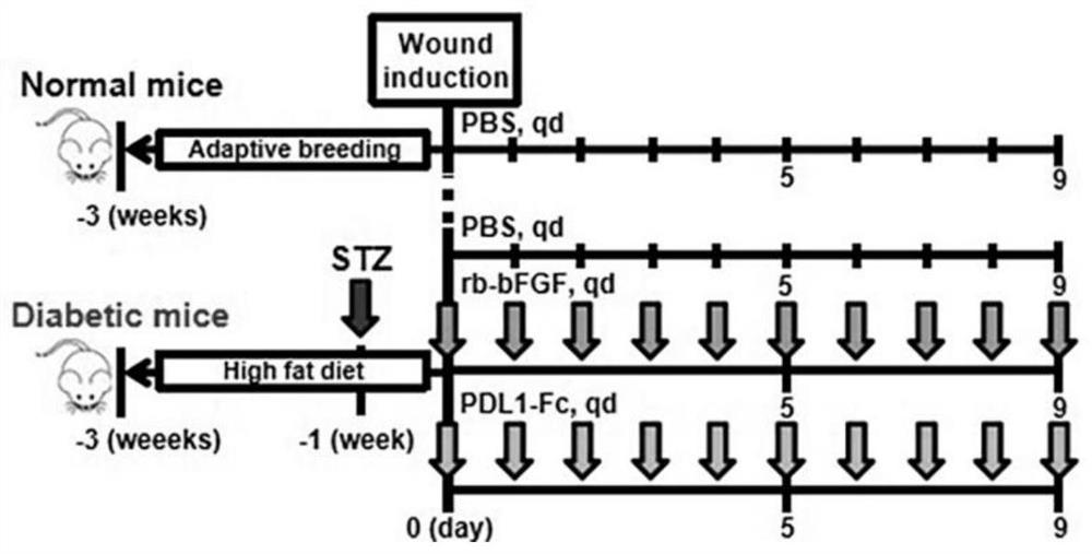 Application of eIF3I-PDL1-IRS4 axis in preparation of medicine for treating refractory ulcer