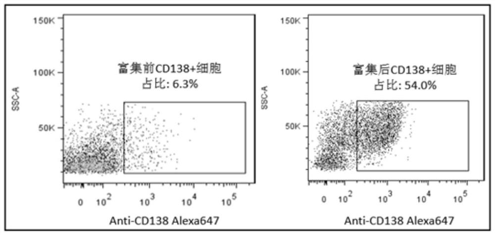 Method for enriching rat plasma cells and establishing plasma cell hybridoma