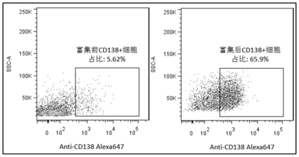 Method for enriching rat plasma cells and establishing plasma cell hybridoma