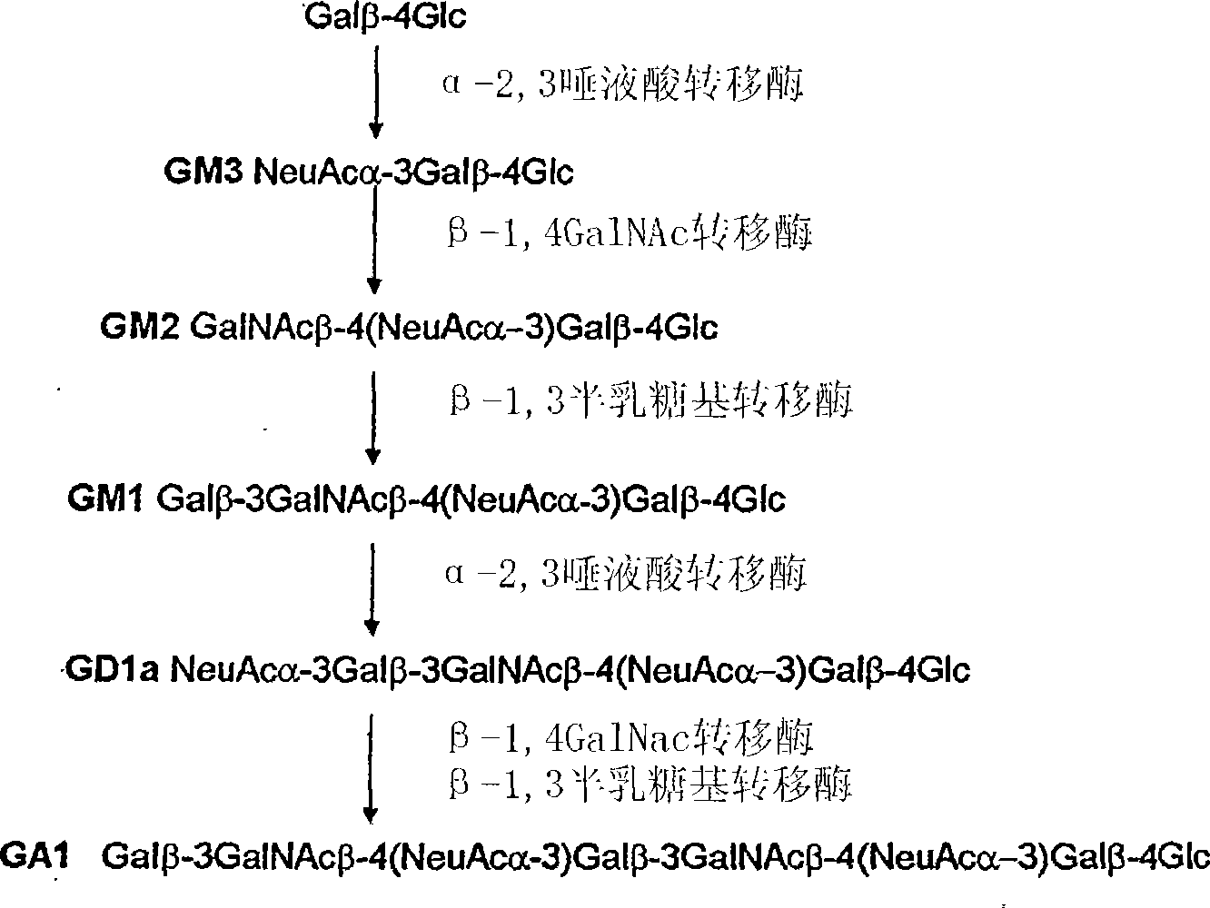 Method of producing sialylated oligosaccharides