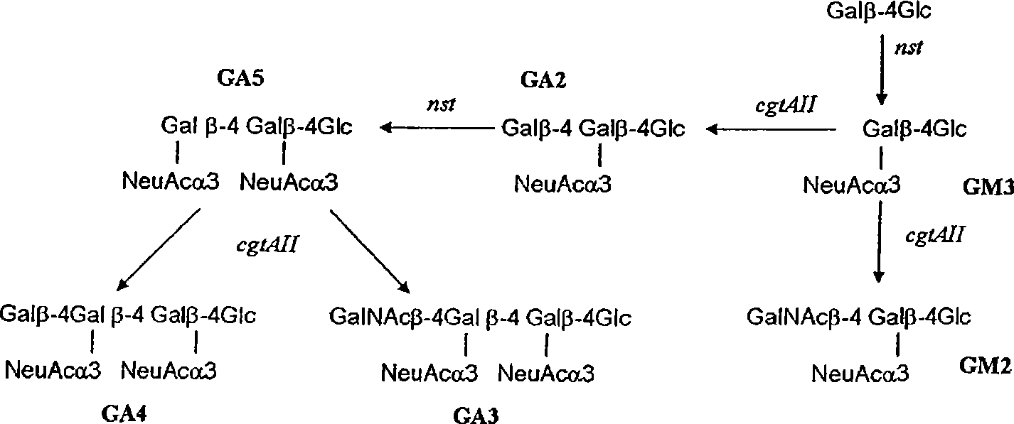 Method of producing sialylated oligosaccharides