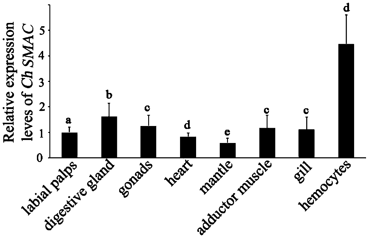 A kind of oyster cell apoptosis gene smac gene and its application in the preparation of pathological detection and diagnostic reagents