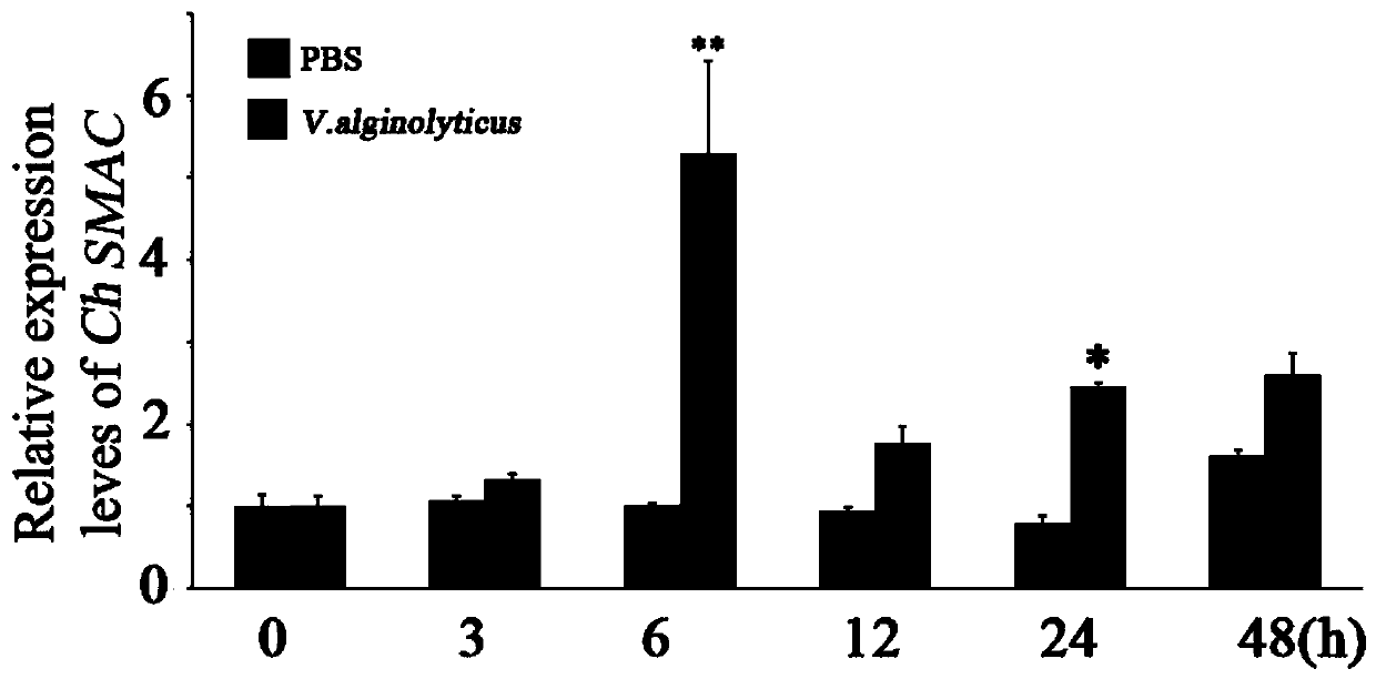 A kind of oyster cell apoptosis gene smac gene and its application in the preparation of pathological detection and diagnostic reagents