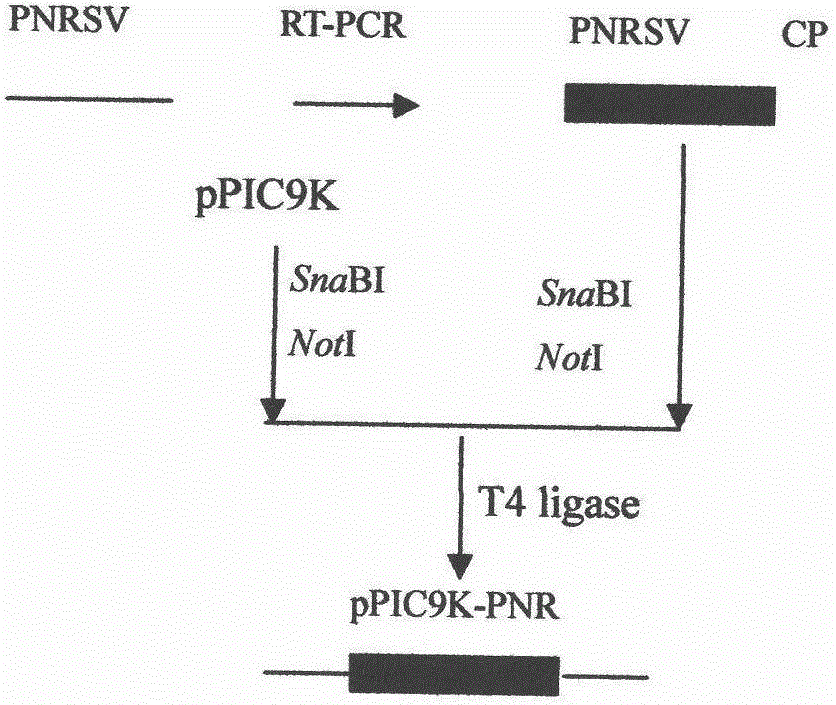 Plum necrotic ringspot virus coat protein gene expression method, antiserum and kit