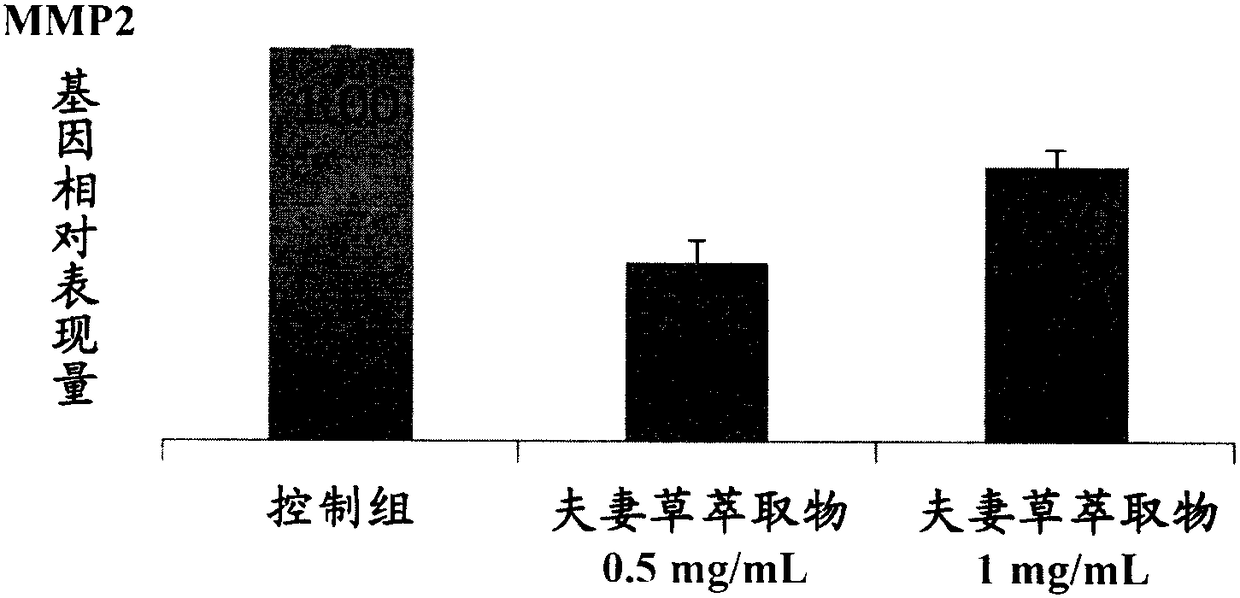 Use of mimosa pudica extracts for manufacture of composition for inhibiting mmp2 gene expression and collagen degradation