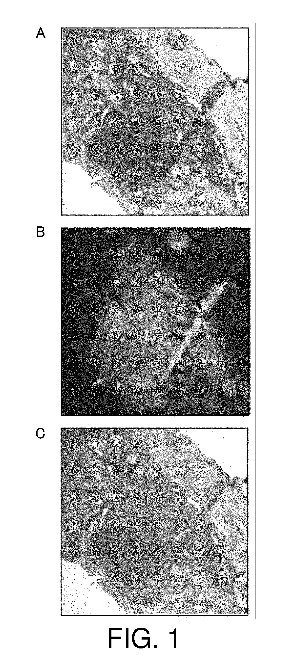 Method of fixing and expressing physiologically active substance
