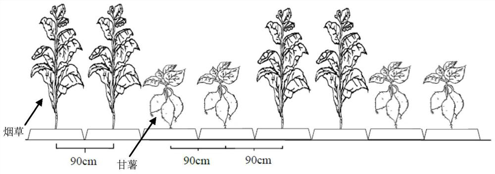 Potato-tobacco rotation planting method for planting tobaccos in potato ridges