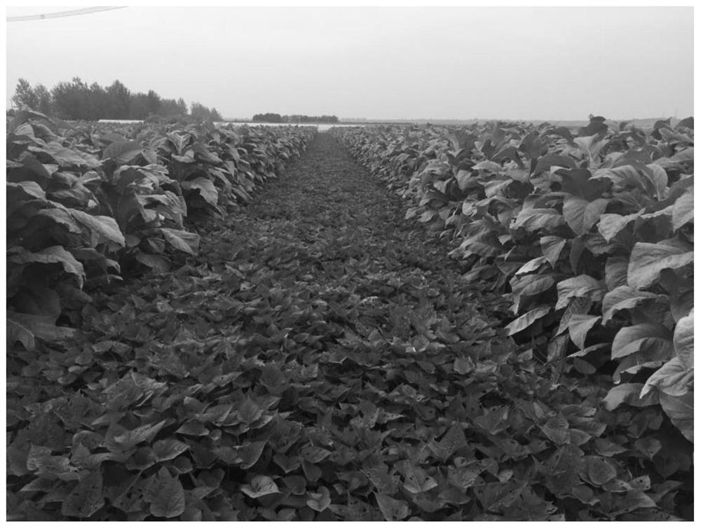 Potato-tobacco rotation planting method for planting tobaccos in potato ridges