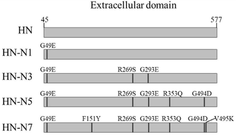 Recombinant baculovirus for expressing heat-resistant HN protein of Newcastle disease virus as well as preparation method and application of recombinant baculovirus