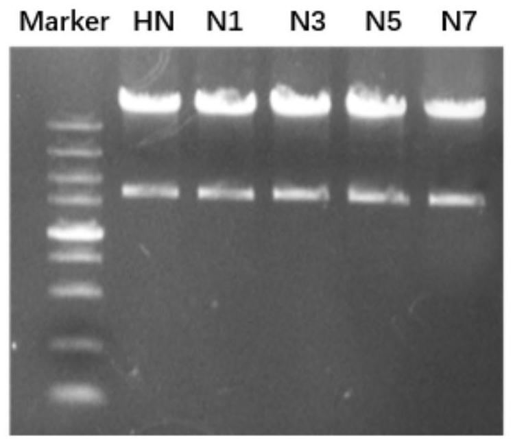 Recombinant baculovirus for expressing heat-resistant HN protein of Newcastle disease virus as well as preparation method and application of recombinant baculovirus