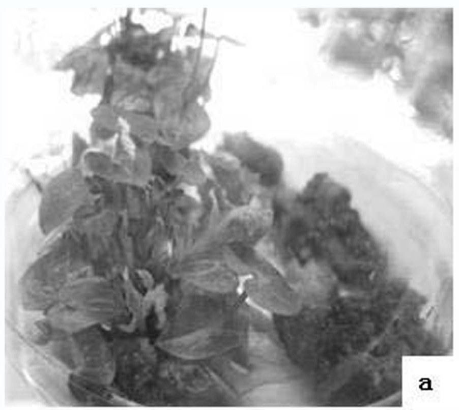 Method for separating and purifying stable-ploidy regeneration plants from polyploidy dioscorea alata