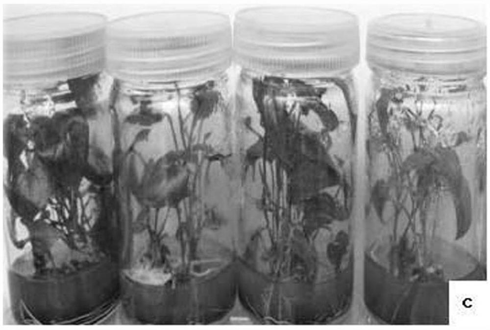 Method for separating and purifying stable-ploidy regeneration plants from polyploidy dioscorea alata