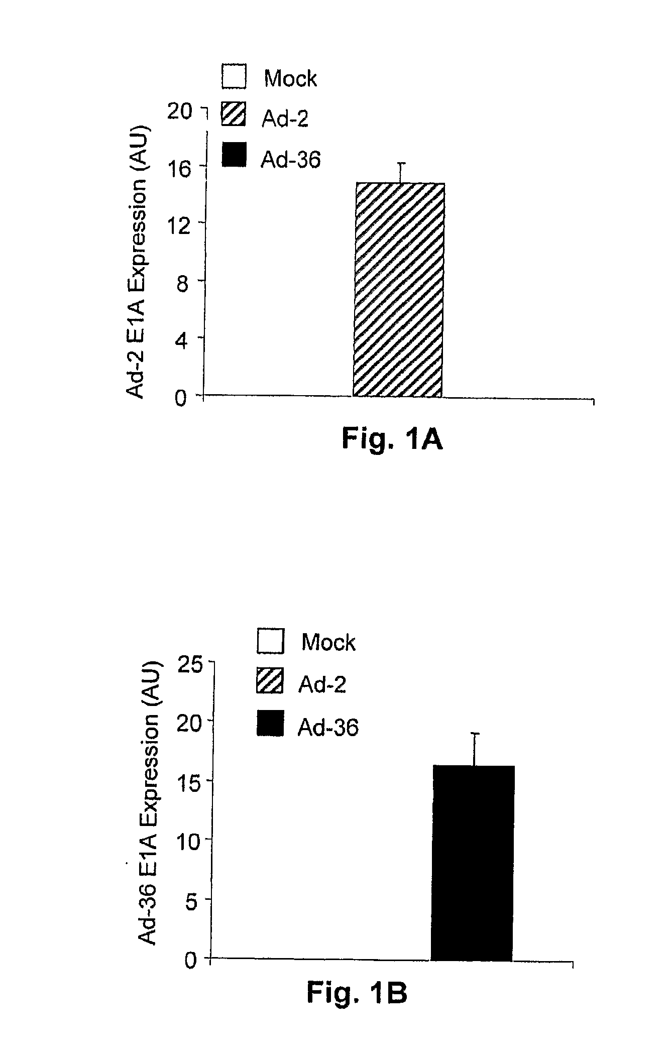 Adenovirus 36 E4 orf 1 Gene and Protein and Their Uses