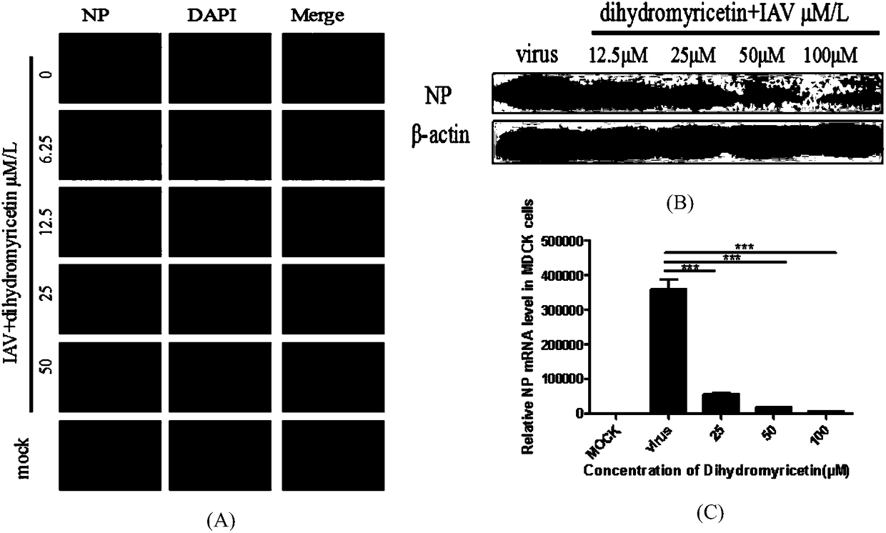 Applications of dihydromyricetin in preparation of anti-influenza virus drugs