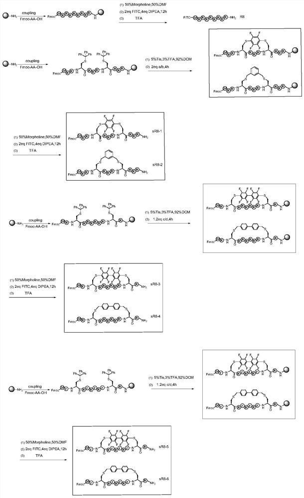 Stabilized cell-penetrating peptide with hydrophobic side chain and preparation method and use of stabilized cell-penetrating peptide