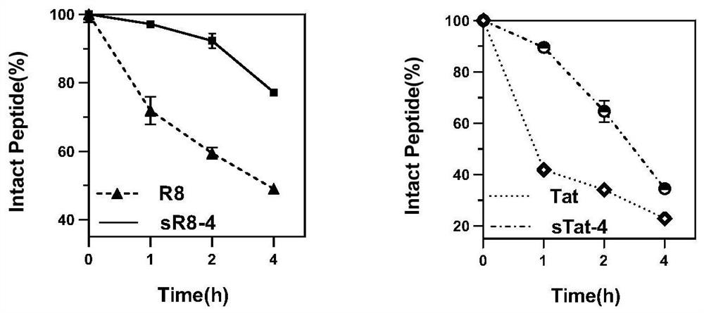 Stabilized cell-penetrating peptide with hydrophobic side chain and preparation method and use of stabilized cell-penetrating peptide
