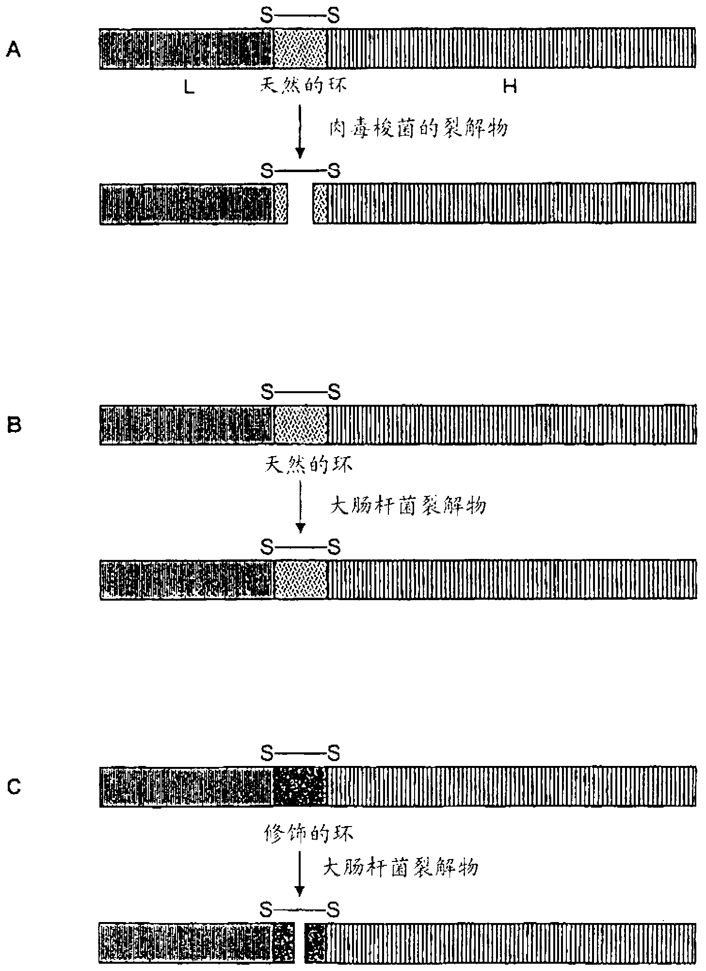 Recombinant expression of proteins in a disulfide-bridged, two-chain form