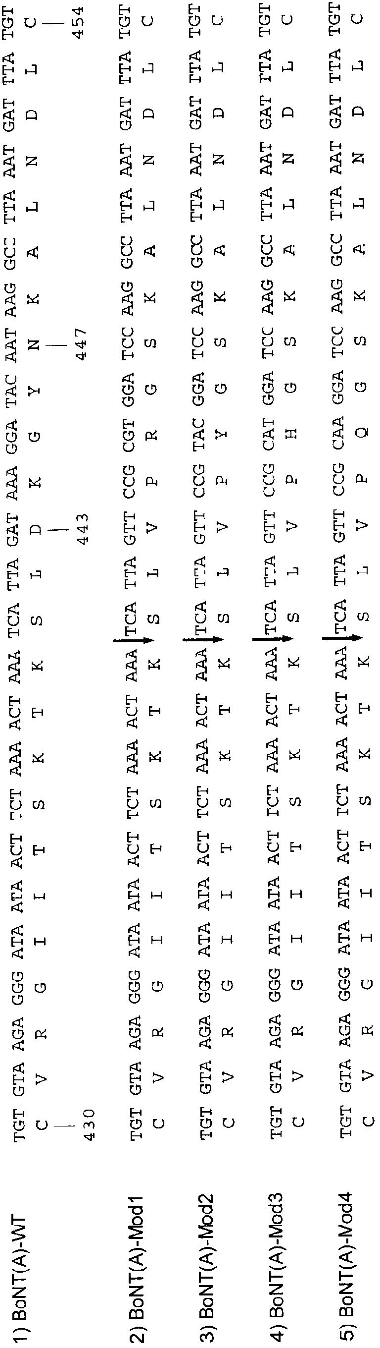 Recombinant expression of proteins in a disulfide-bridged, two-chain form