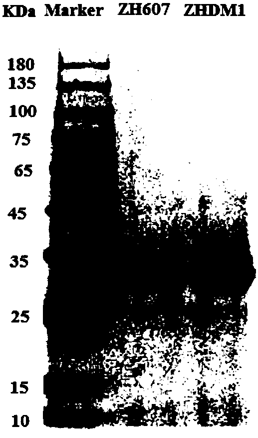 Zearalenone hydrolase mutant ZHDM1, and encoding gene and application thereof