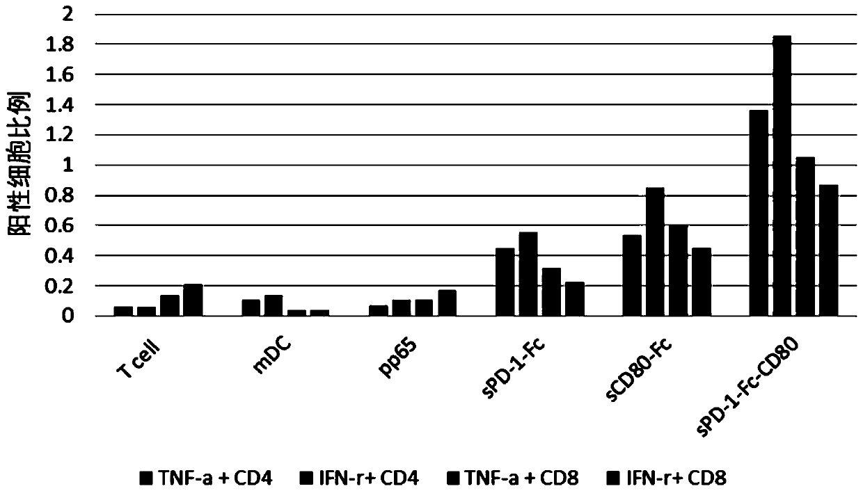 Fusion protein with immunoregulation function, pharmaceutical composition, cell and application thereof