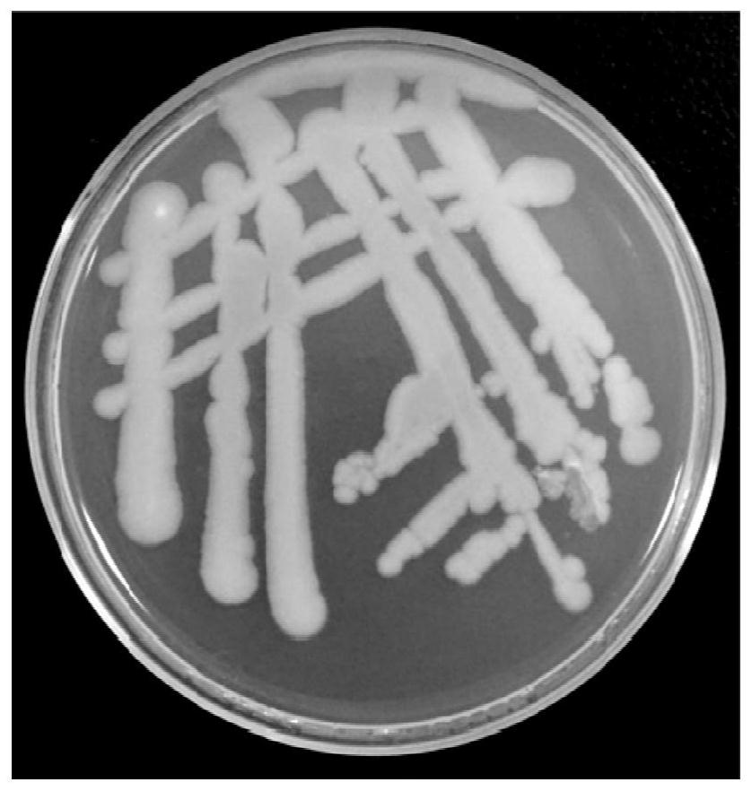 Bacillus amyloliquefaciens B86 and application thereof to control over bacterial wilt of fruits and vegetables