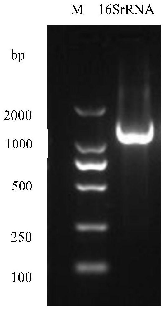 Bacillus amyloliquefaciens B86 and application thereof to control over bacterial wilt of fruits and vegetables