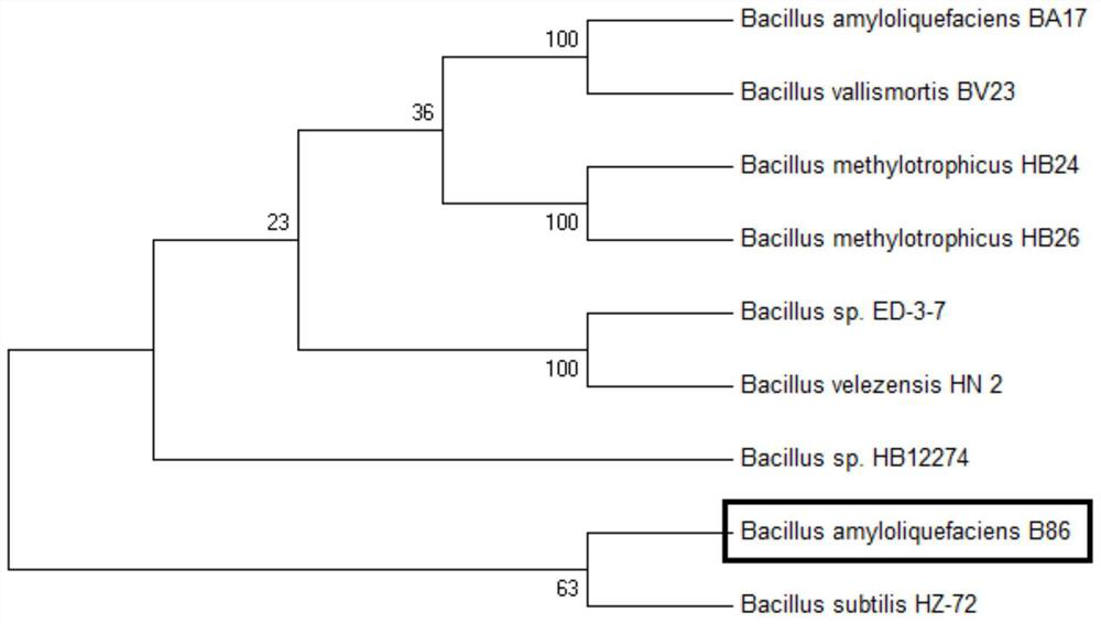 Bacillus amyloliquefaciens B86 and application thereof to control over bacterial wilt of fruits and vegetables