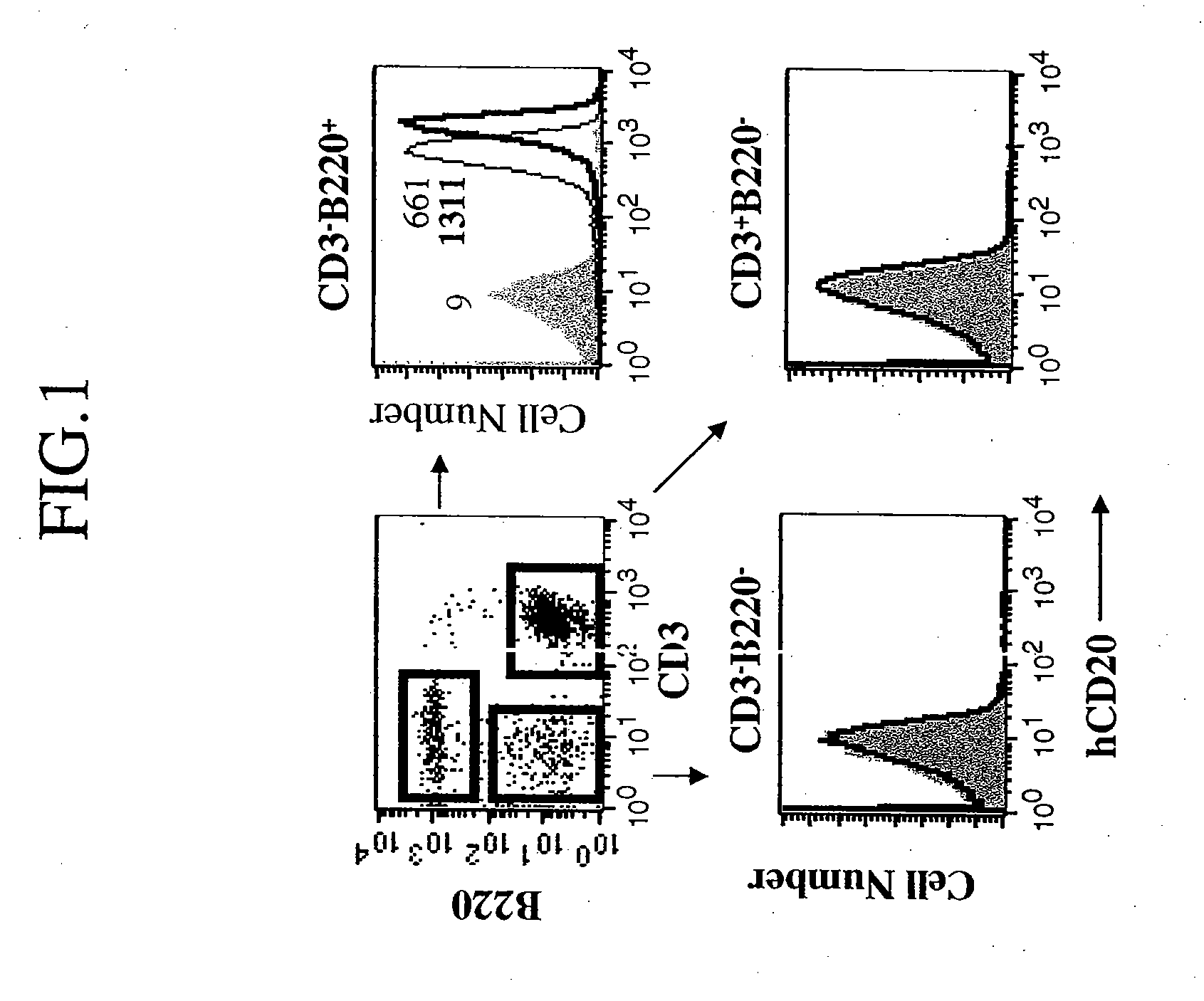 Method for Augmenting B Cell Depletion