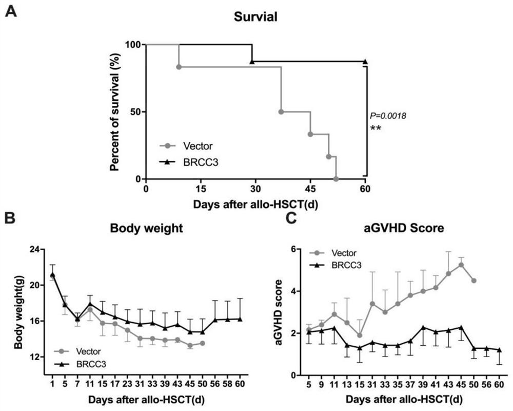 Application of deubiquitinating enzyme in preparation of medicine for preventing or treating acute graft versus host disease and graft anti-leukemia