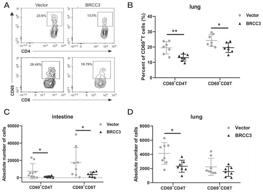 Application of deubiquitinating enzyme in preparation of medicine for preventing or treating acute graft versus host disease and graft anti-leukemia