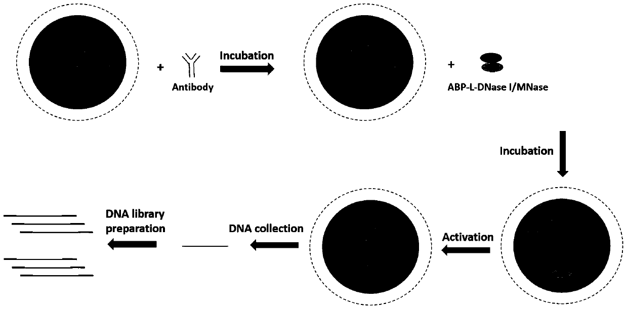 Antibody-targeted recombinant fusion proteins and their application in epigenetics
