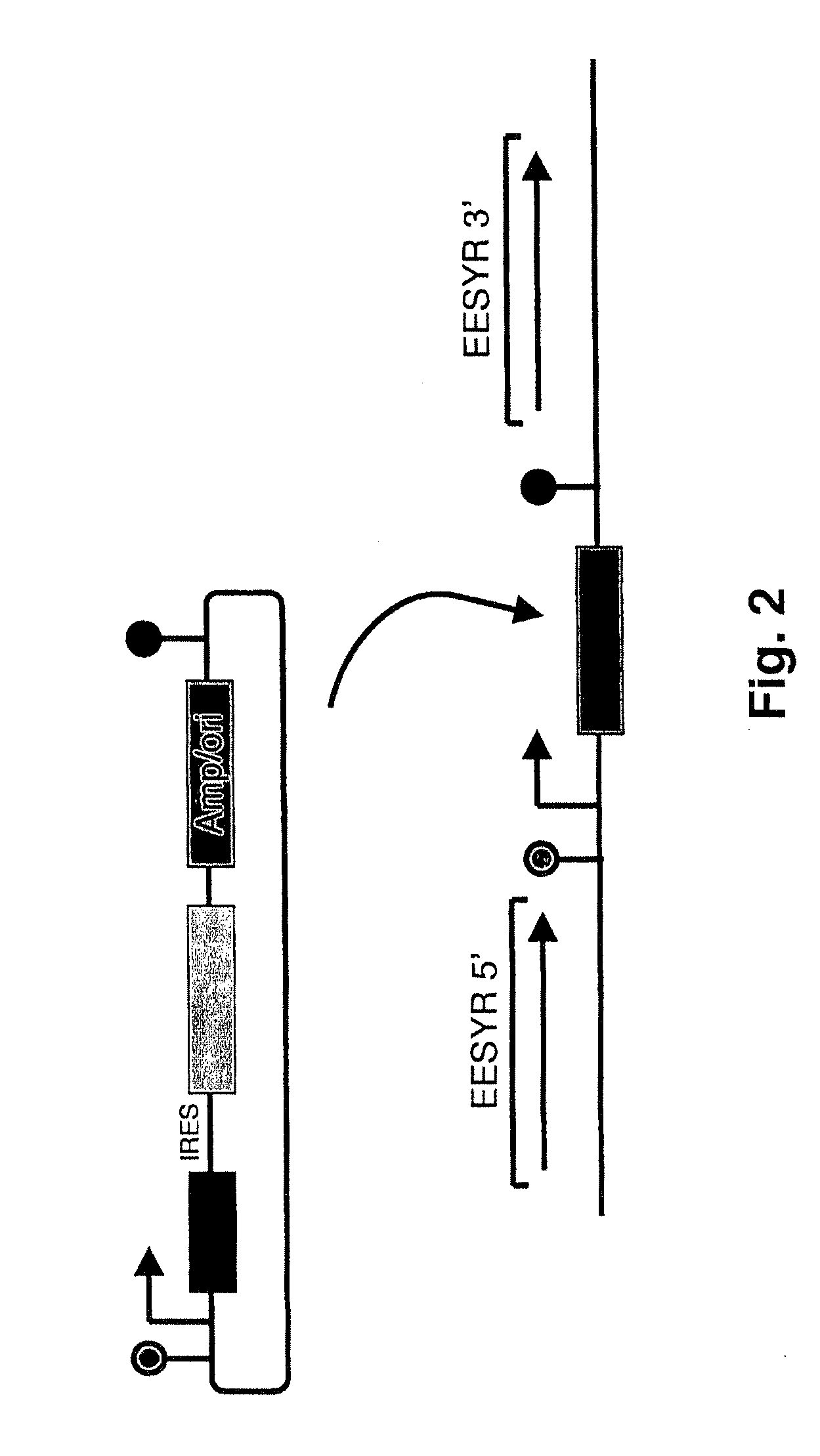 Enhanced expression and stability regions