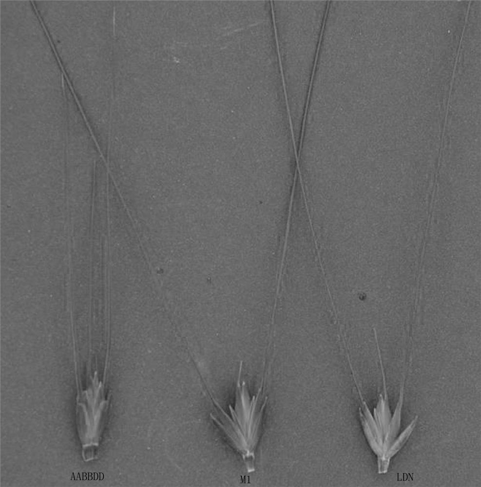 Method for widening tetraploid wheat genetic variation
