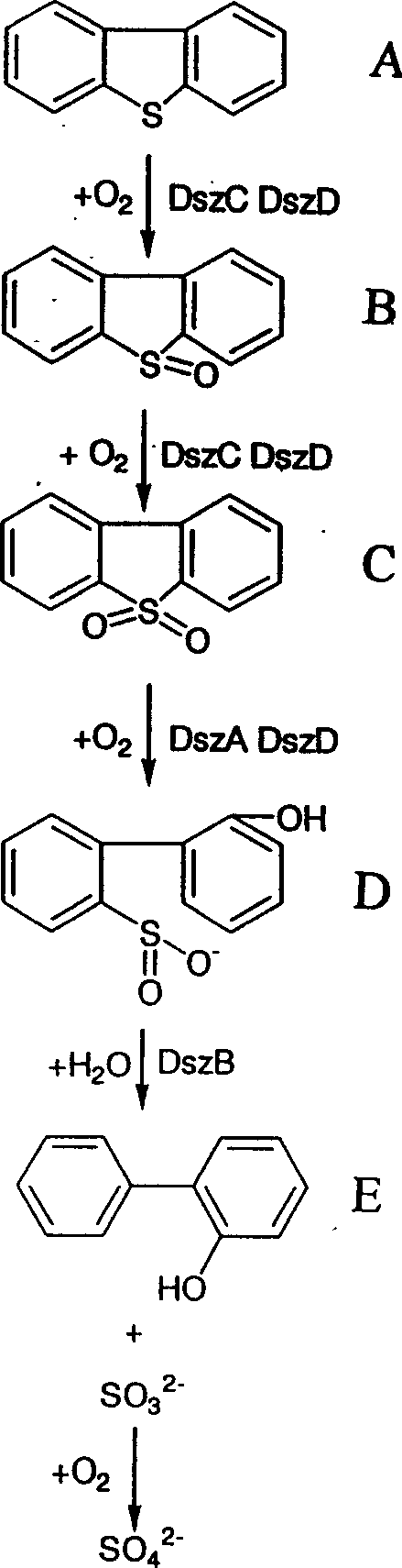 Method for oil desulfuration by using calcium alginate immobilized Diehliumyces pseudomonads R-8