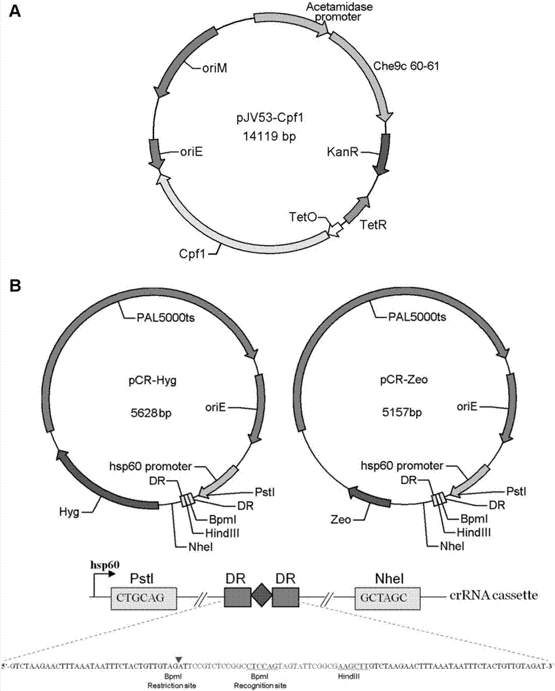 CRISPR/Cpf1 gene editing system and application of system in mycobacteria