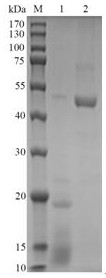 A kind of novel chitosanase csnf and its application