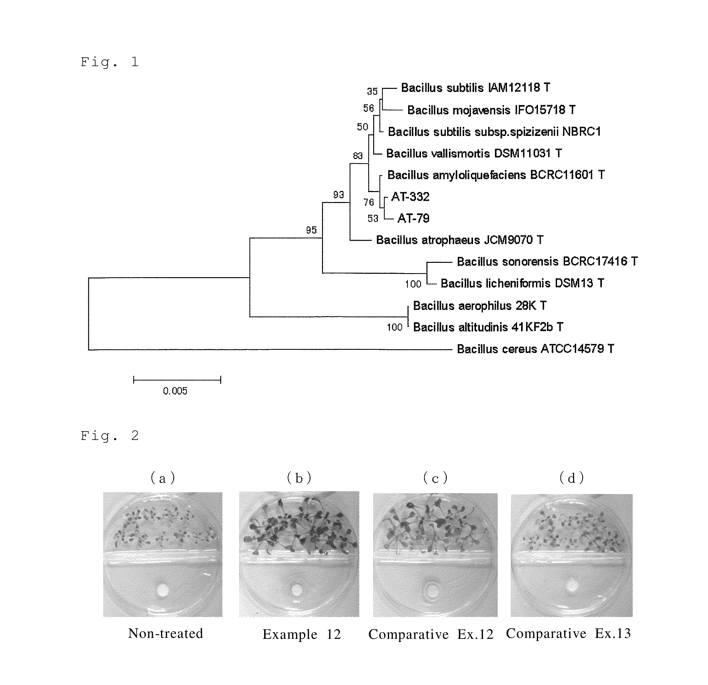 Strain belonging to bacillus genus, microbiological agent, and plant cultivation method