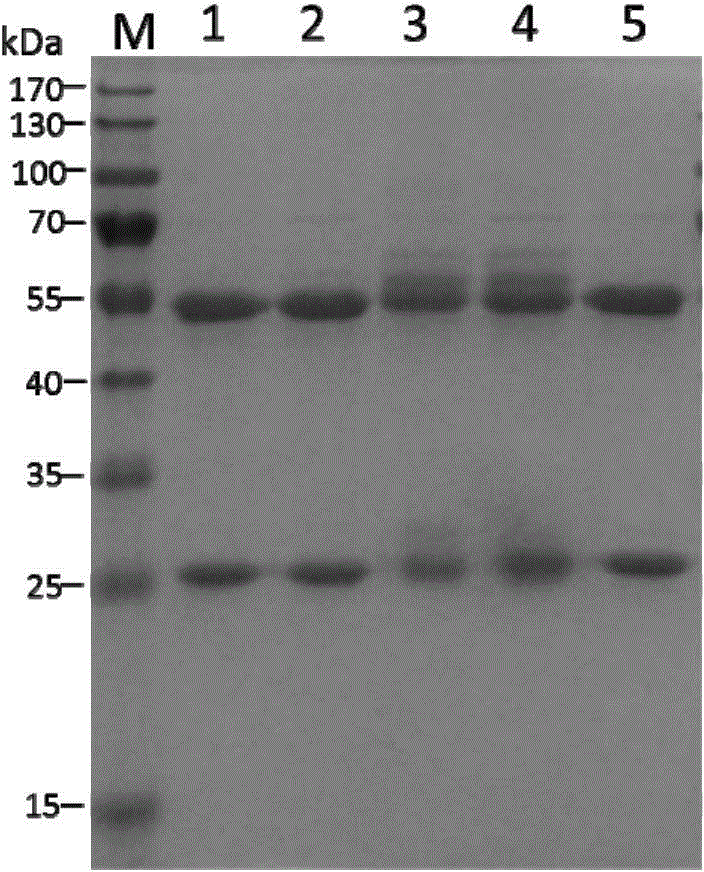 Preparation and application of mouse monoclonal antibody against noroviruses GII.4