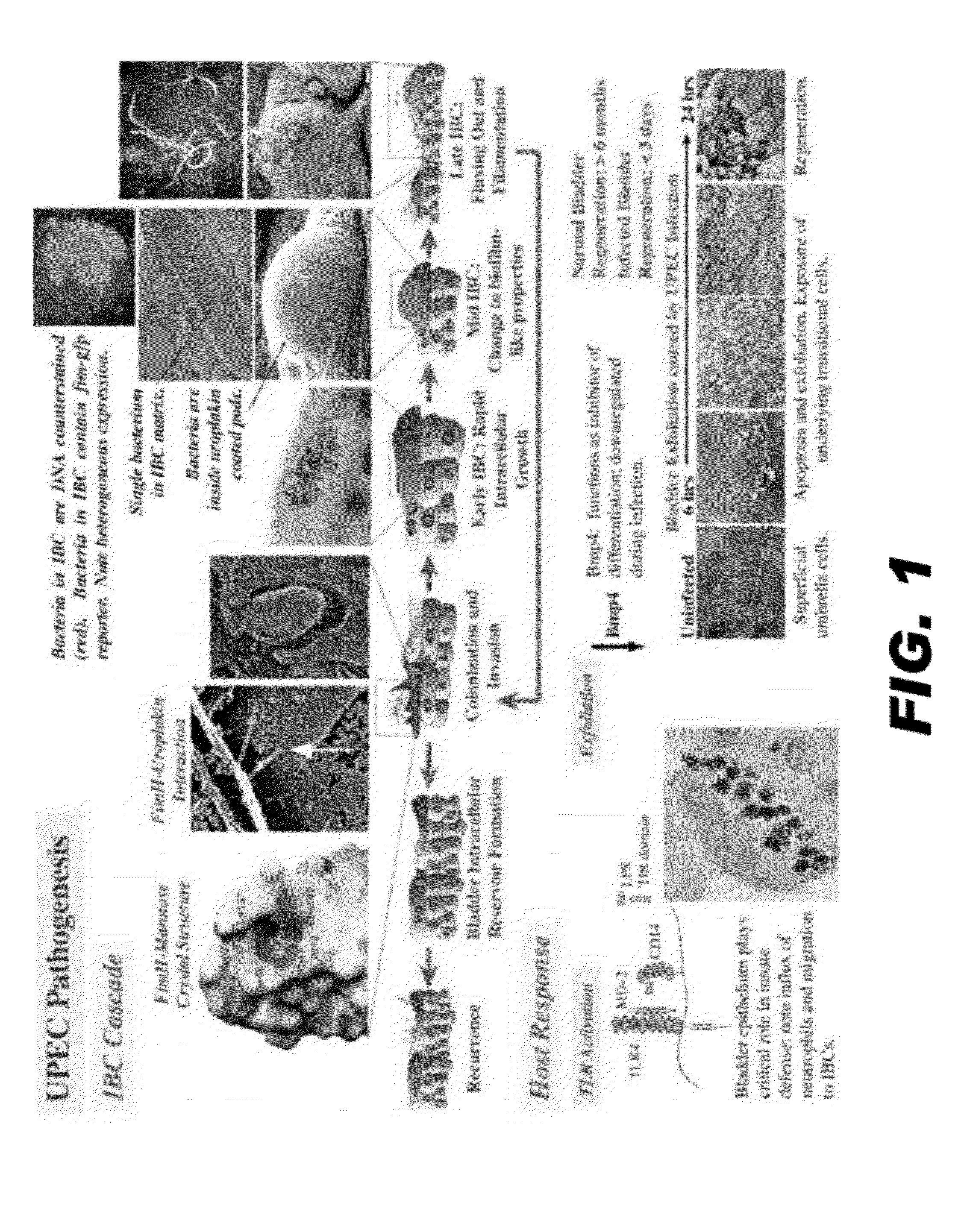 Compounds and methods for treating bacterial infections