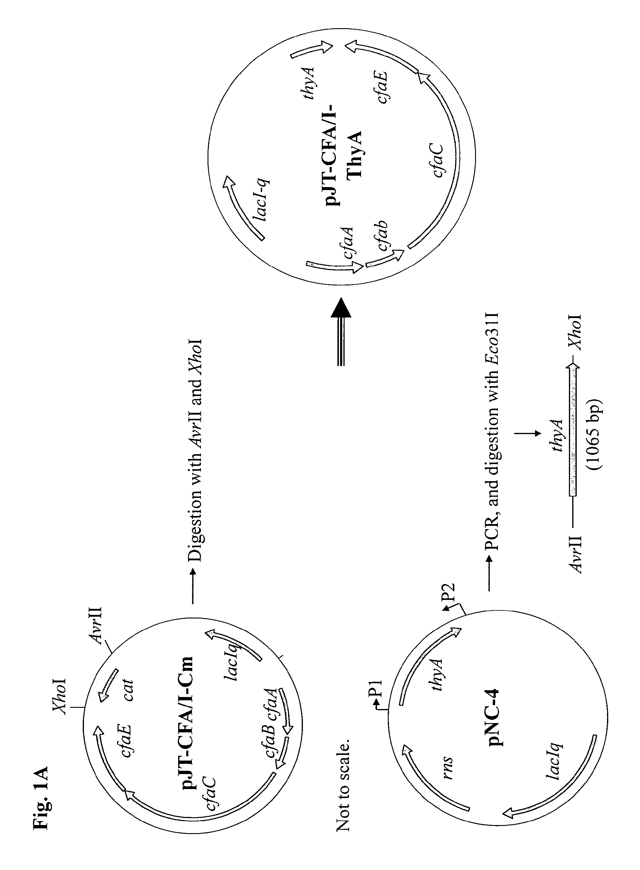 Method for increasing ETEC CS6 antigen presentation on cell surface and products obtainable thereof