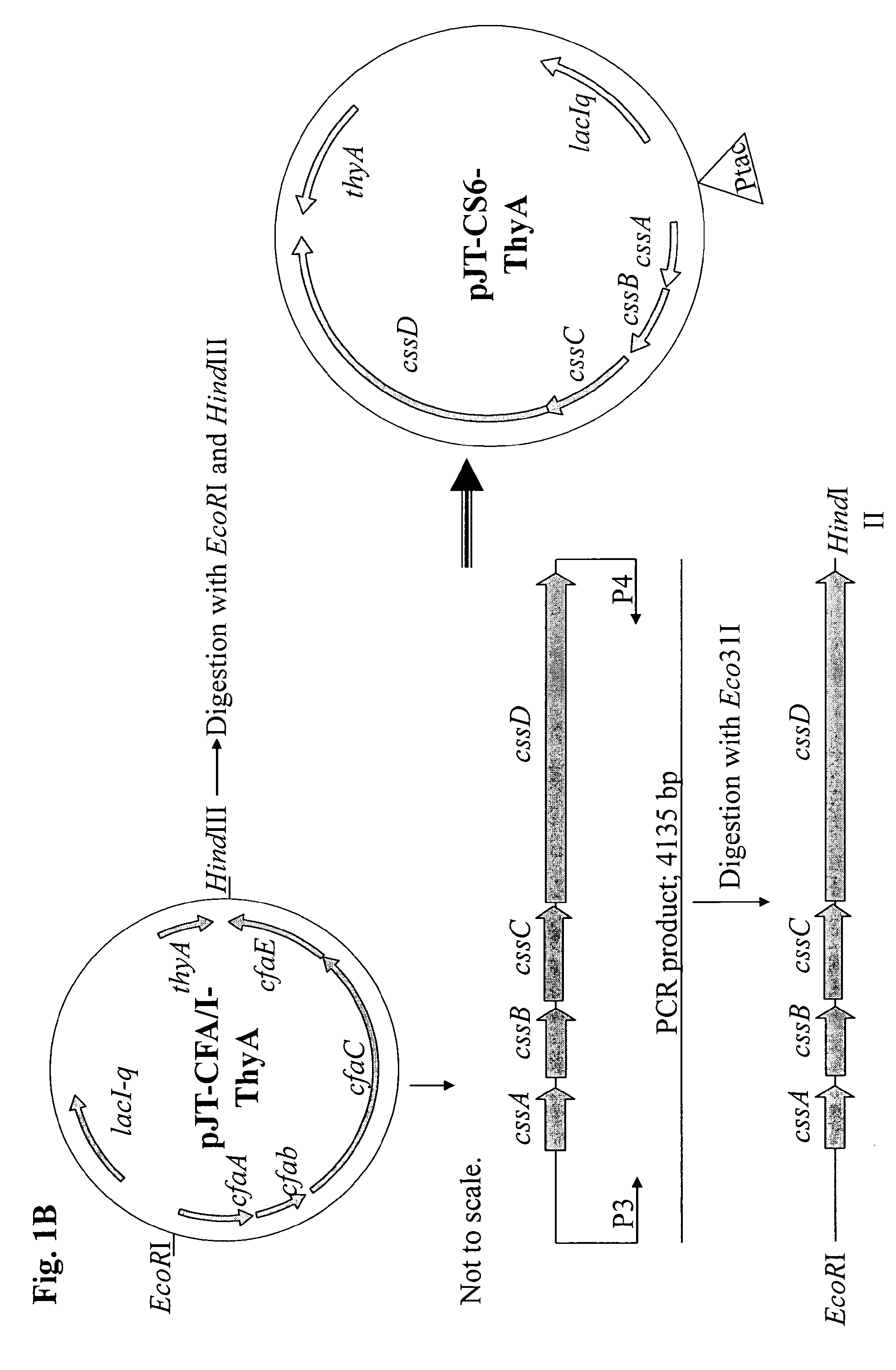 Method for increasing ETEC CS6 antigen presentation on cell surface and products obtainable thereof